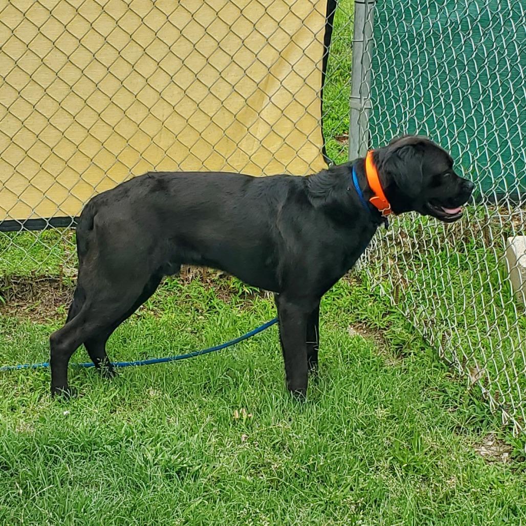 Kuno, Adoptable, Young Male Mixed Breed.