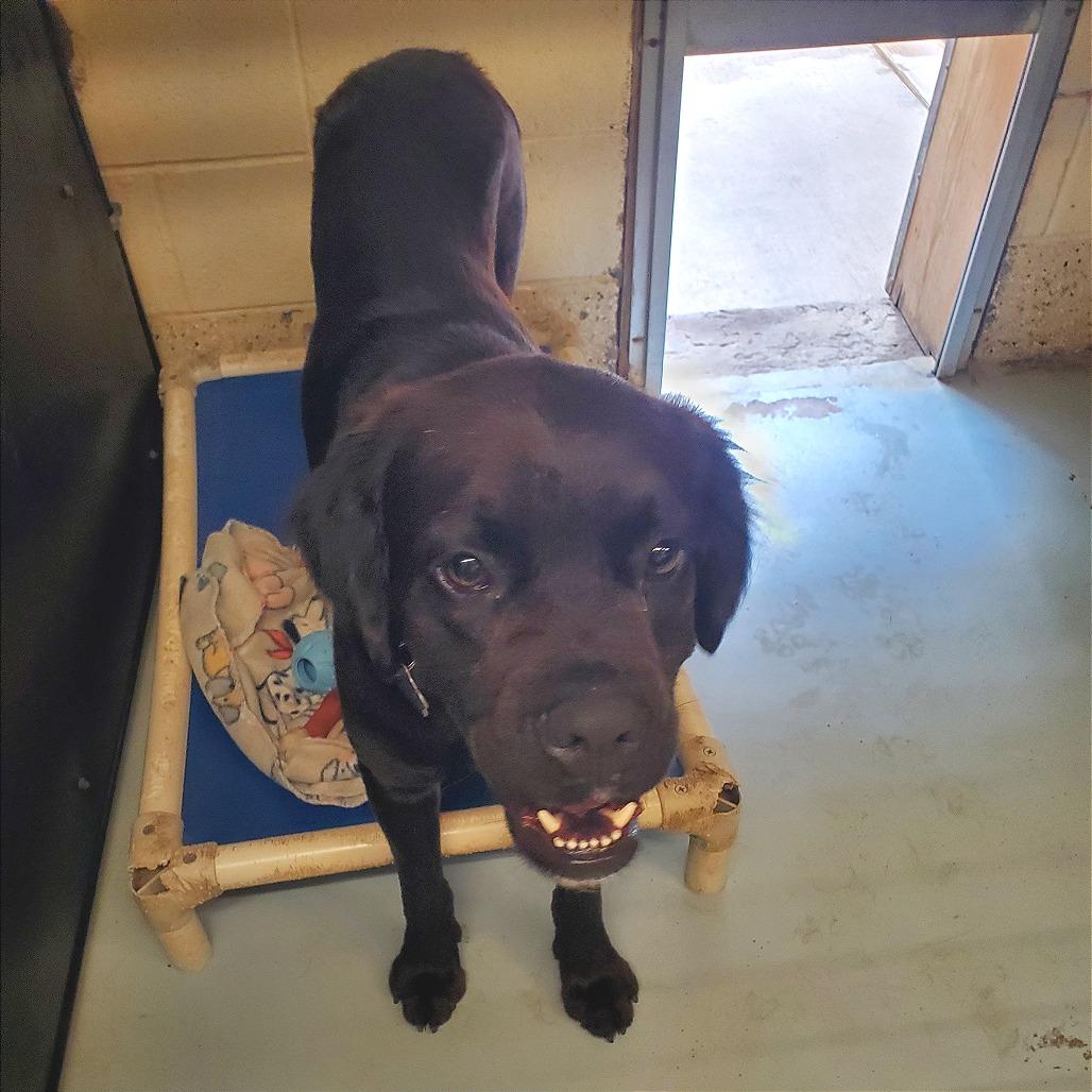 Kuno, a Adoptable Mixed Breed in Denison, TX image 2/5