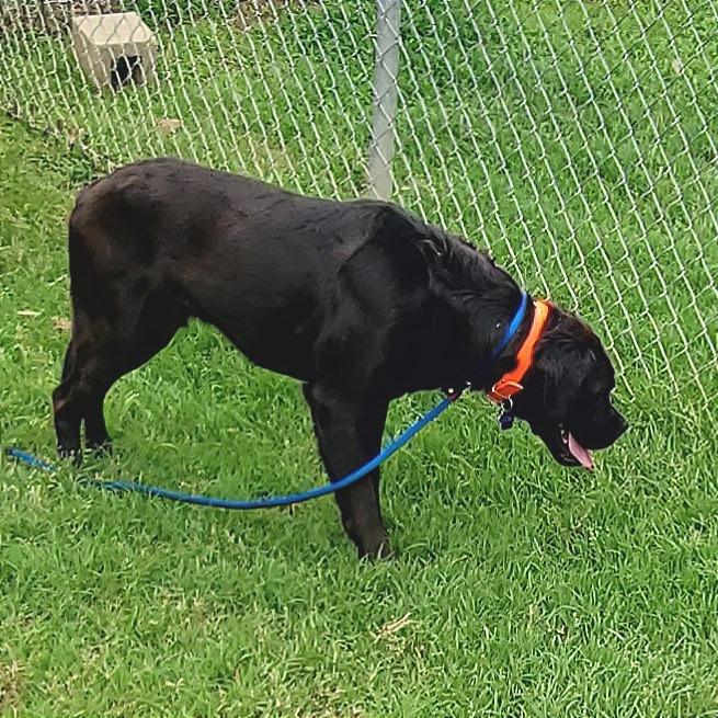 Kuno, a Adoptable Mixed Breed in Denison, TX image 3/5