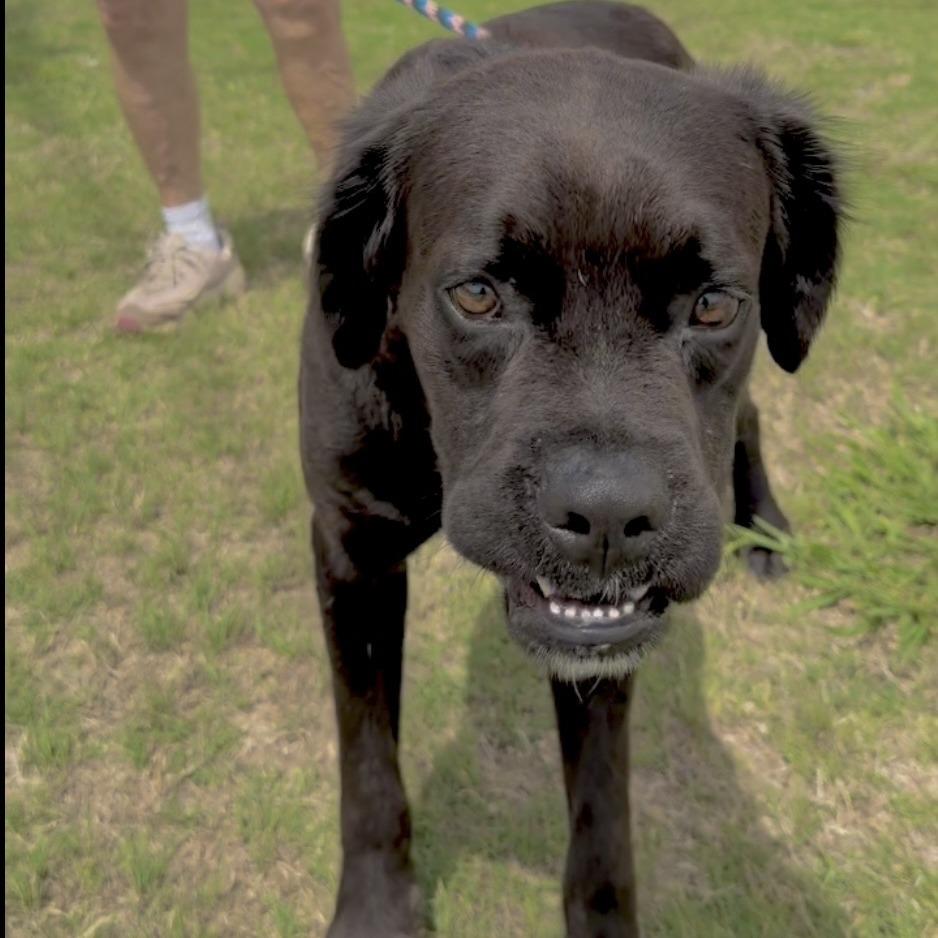 Kuno, a Adoptable Mixed Breed in Denison, TX image 4/5