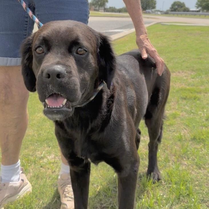Kuno, a Adoptable Mixed Breed in Denison, TX image 5/5
