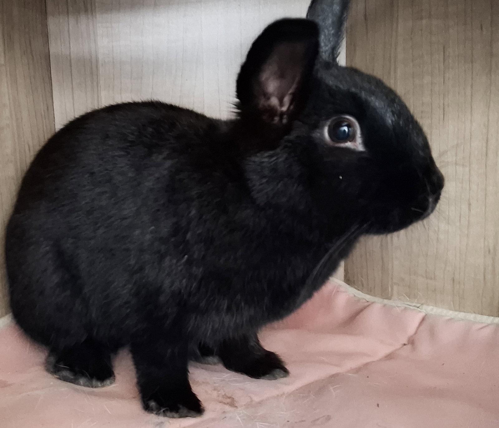 Enlarge Sunflower Seed, a Adoptable mixed breed in Lakeville, MN image 1/3