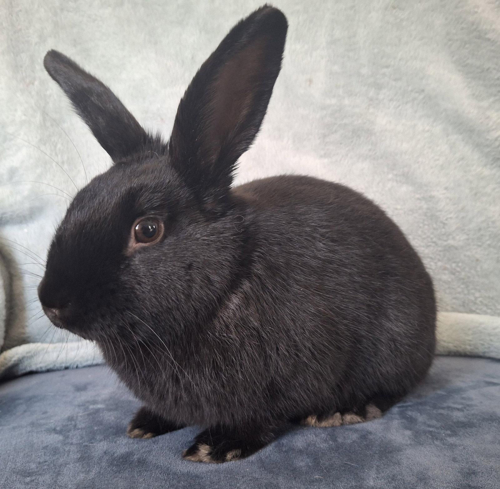 Enlarge Sunflower Seed, a Adoptable mixed breed in Lakeville, MN image 2/3