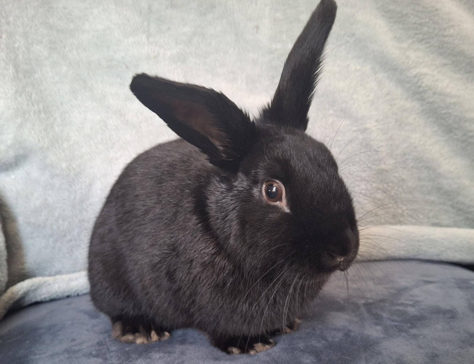 Enlarge Sunflower Seed, a Adoptable mixed breed in Lakeville, MN image 3/3