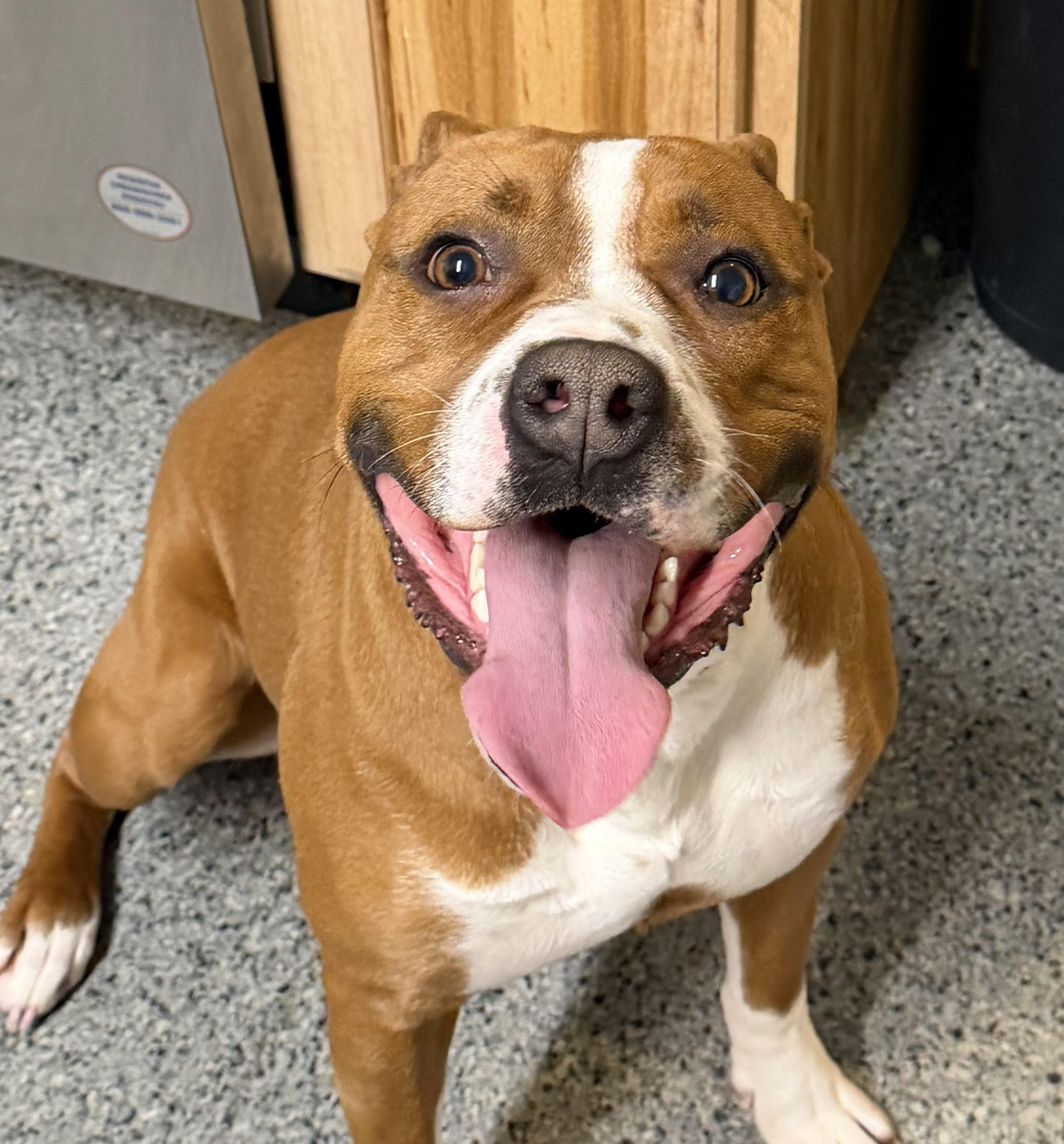 Enlarge Punch, a ADOPTABLE mixed breed in Penn Yan, NY image 1/1