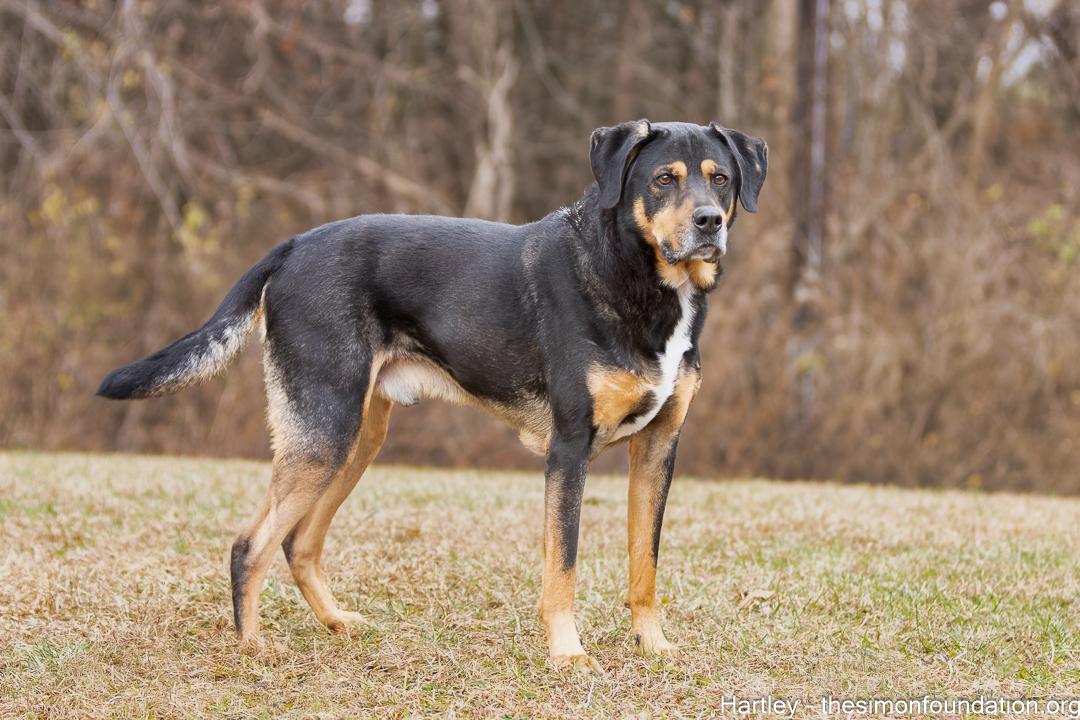 Hartley, a Adoptable mixed breed in Bloomfield, CT image 1/3