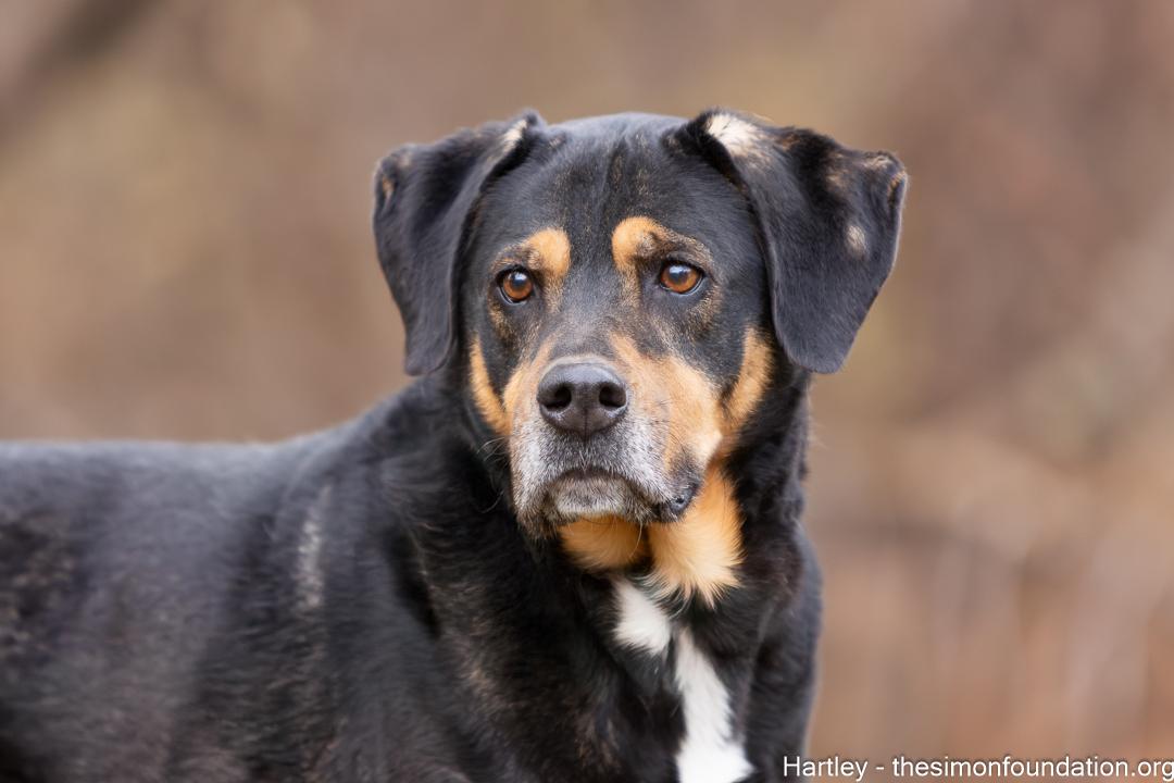 Hartley, a Adoptable mixed breed in Bloomfield, CT image 2/3
