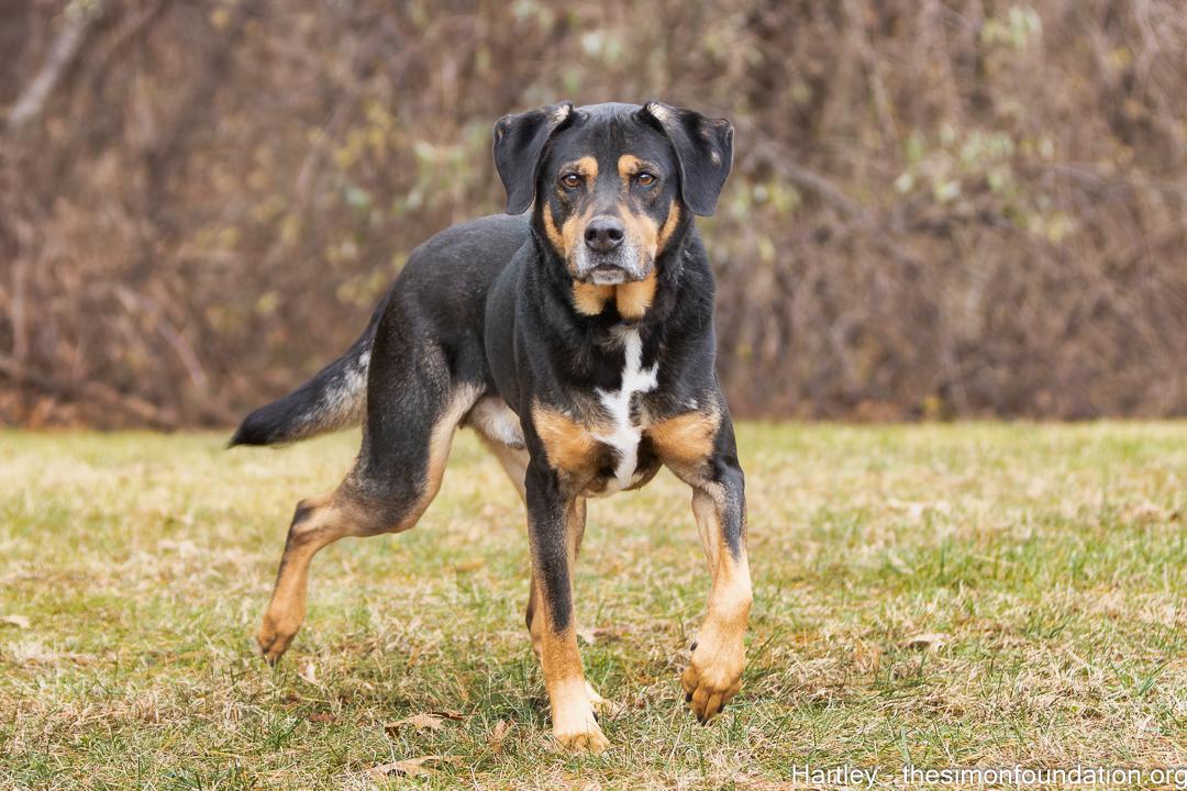 Hartley, a Adoptable mixed breed in Bloomfield, CT image 3/3