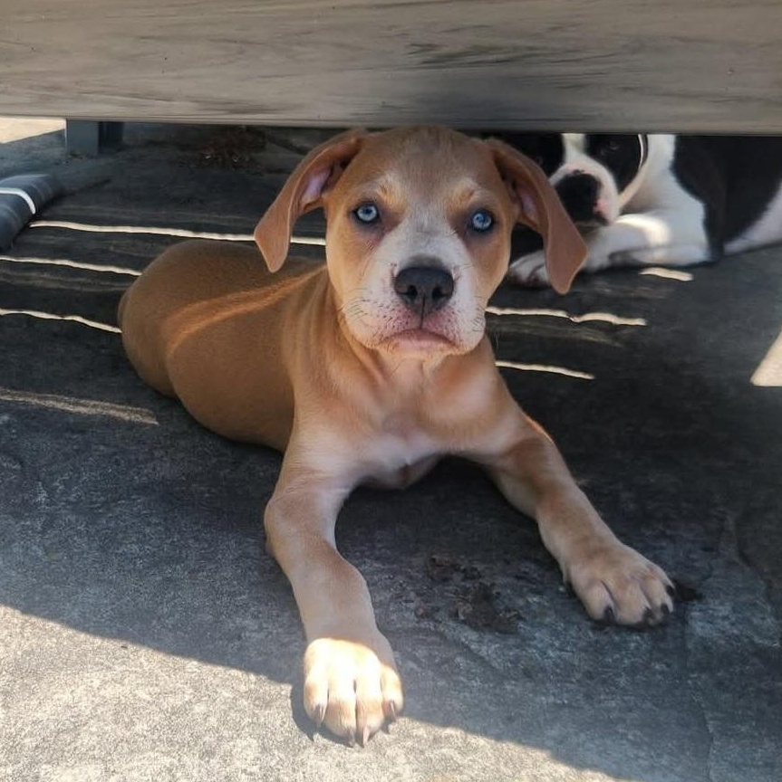 Flint, Baby Male Pit Bull Terrier