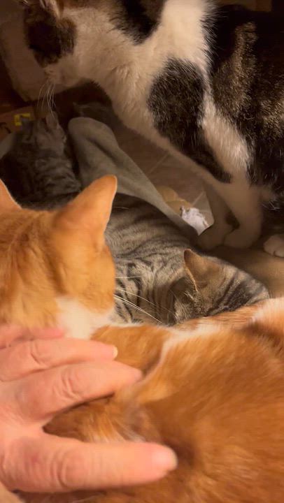 Enlarge Homer, a Adoptable mixed breed in Moreno Valley, CA video 5/5