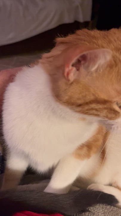 Enlarge Homer, a Adoptable mixed breed in Moreno Valley, CA video 2/5