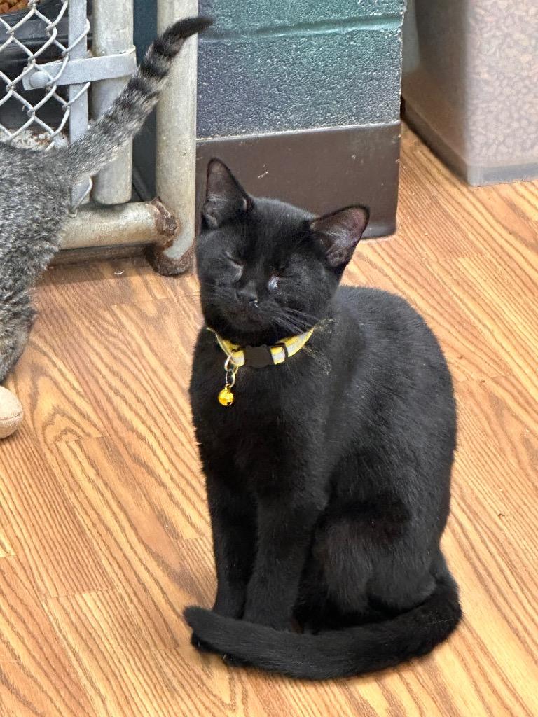 Enlarge Onyx, a Adoptable mixed breed in Sidney, NY image 1/1