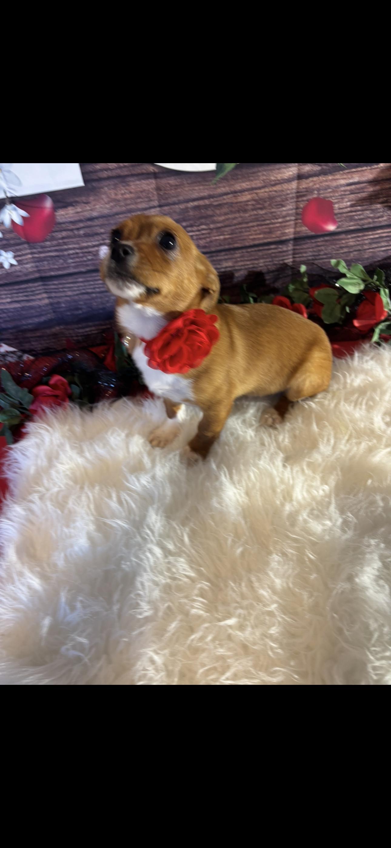 Enlarge Sweetie, a ADOPTABLE mixed breed in Cottonwood, CA image 3/6