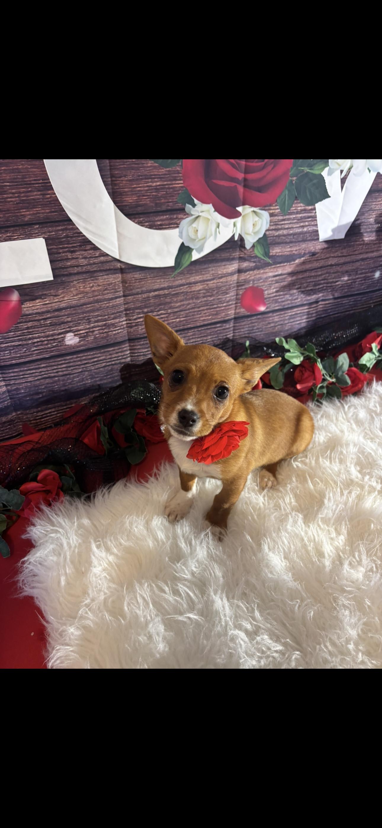 Enlarge Sweetie, a ADOPTABLE mixed breed in Cottonwood, CA image 2/6