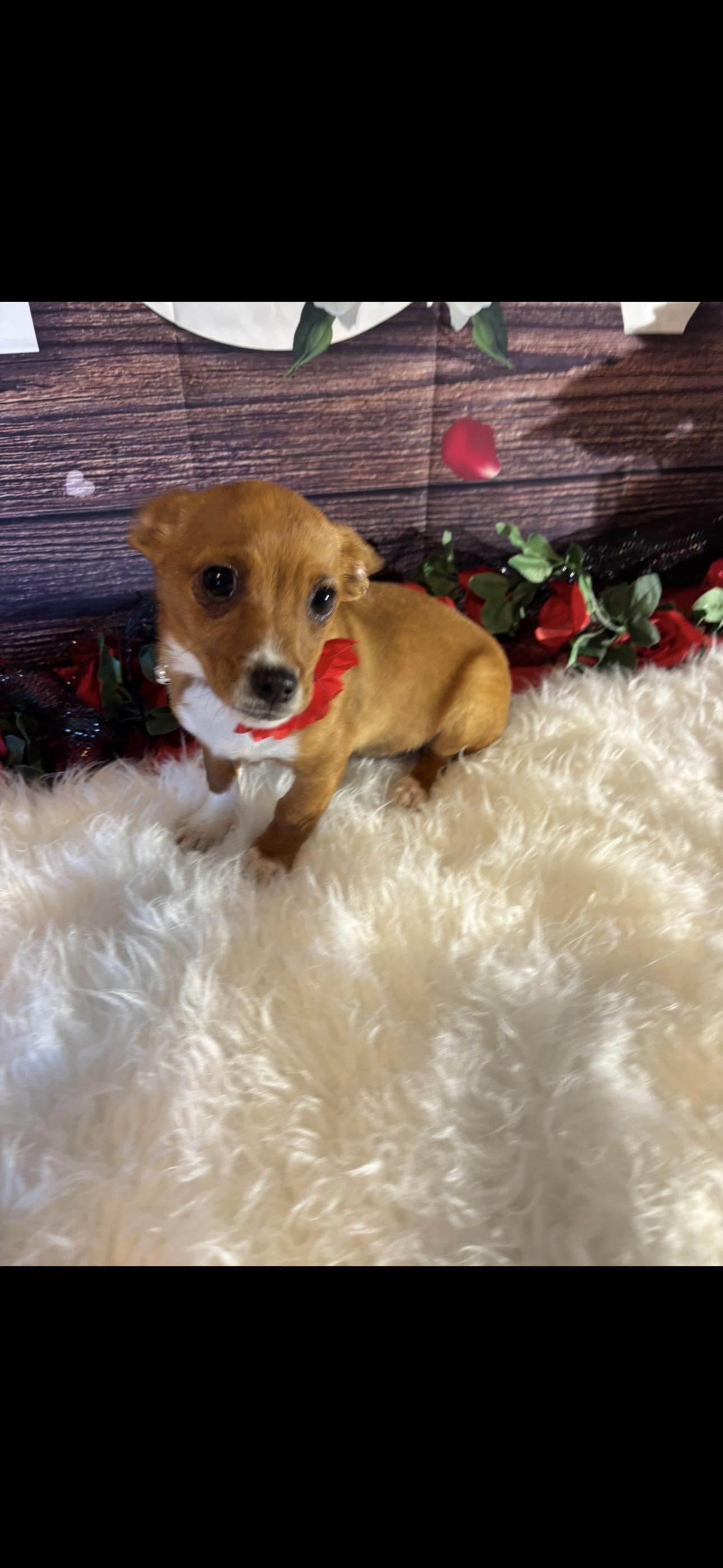 Enlarge Sweetie, a ADOPTABLE mixed breed in Cottonwood, CA image 1/6