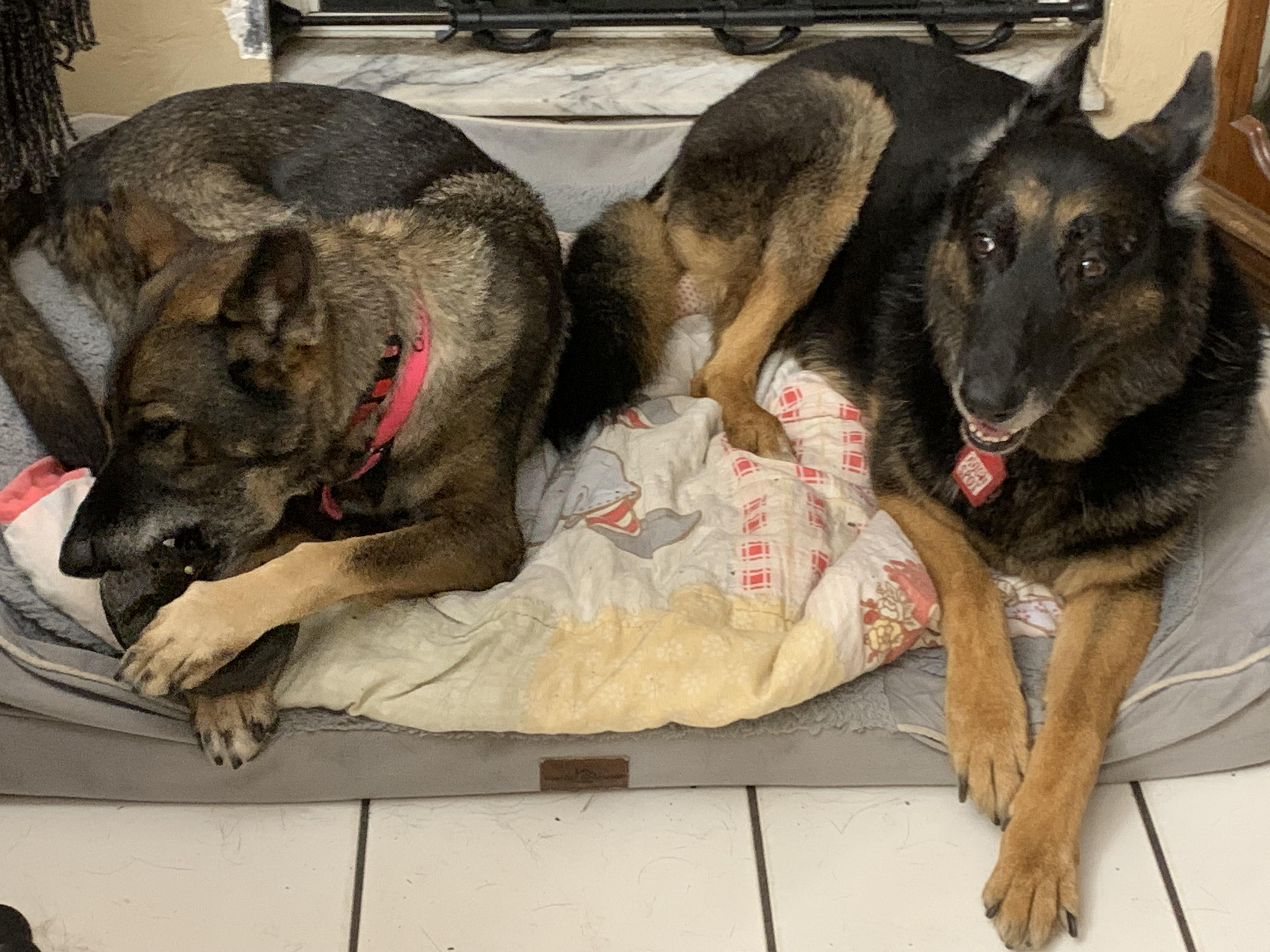 Maxima, a ADOPTABLE German Shepherd Dog in fort lauderdale, FL image 2/5