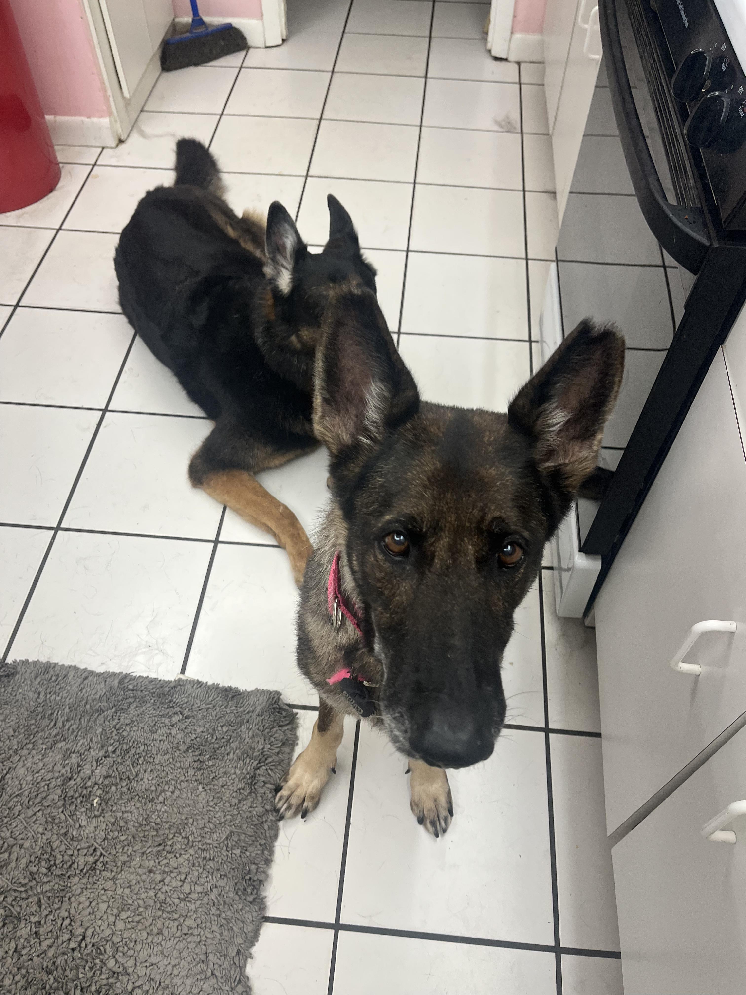 Maxima, a ADOPTABLE German Shepherd Dog in fort lauderdale, FL image 1/5