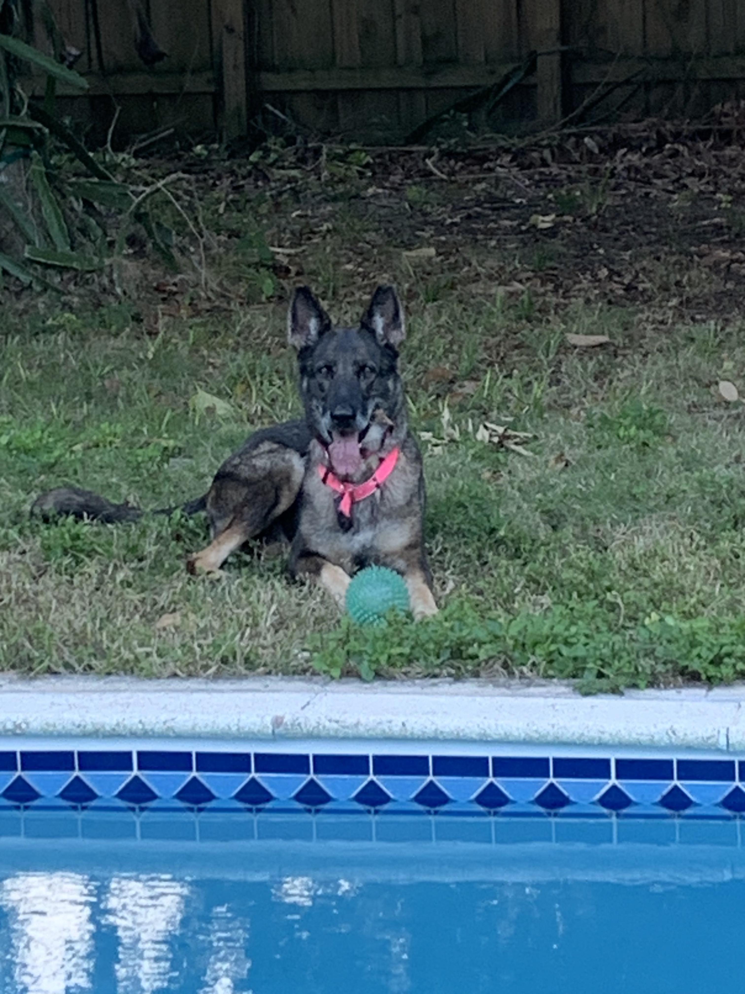 Maxima, a ADOPTABLE German Shepherd Dog in fort lauderdale, FL image 4/5