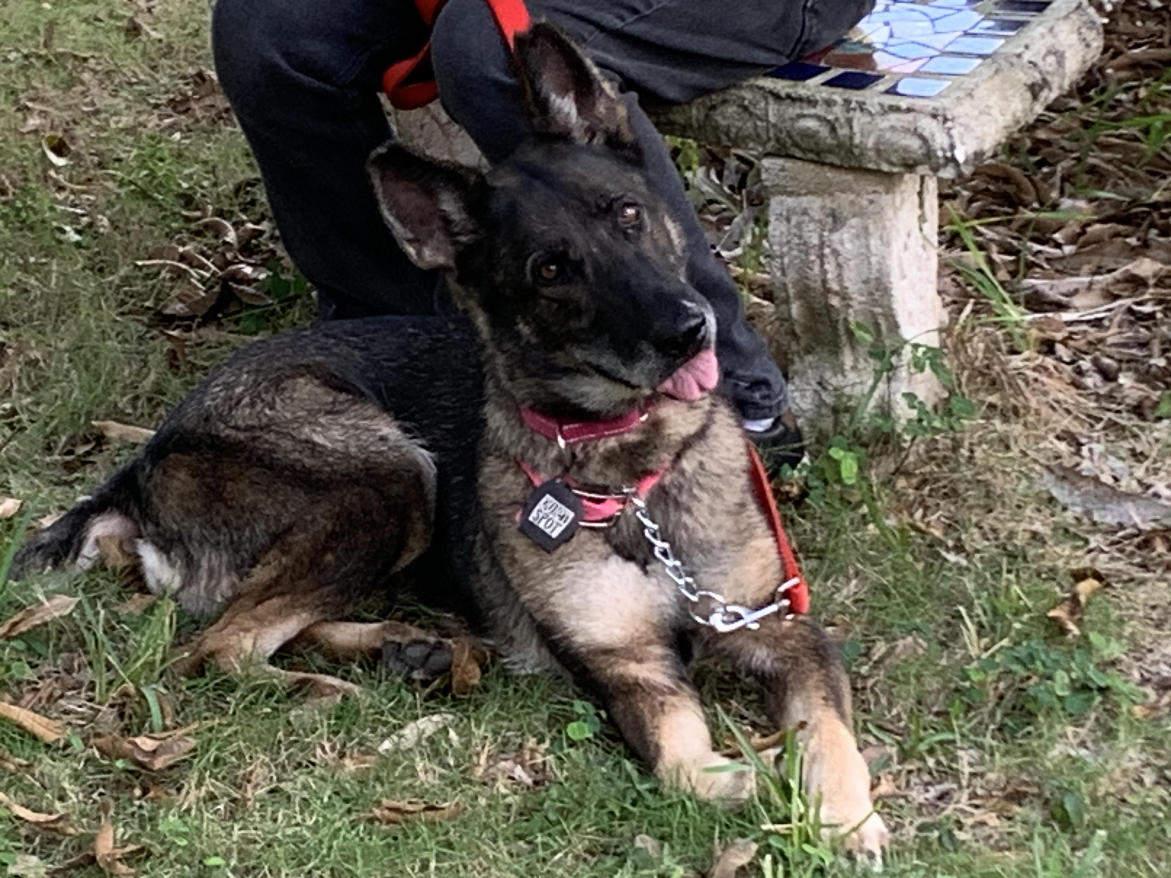Maxima, a ADOPTABLE German Shepherd Dog in fort lauderdale, FL image 3/5