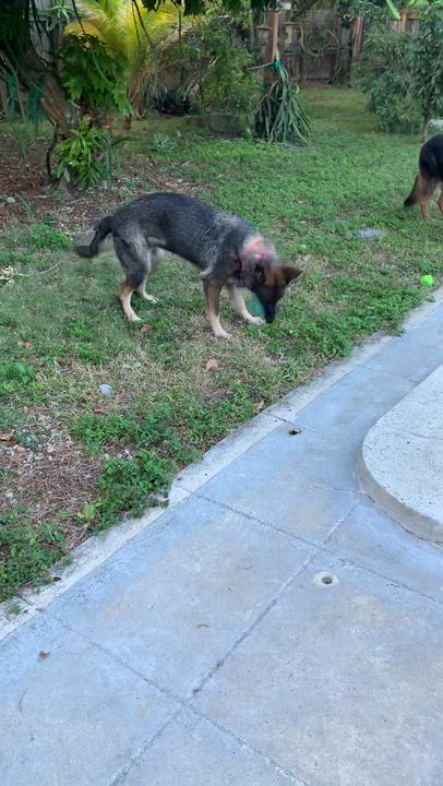 Enlarge Maxima, a ADOPTABLE German Shepherd Dog in fort lauderdale, FL video 5/5