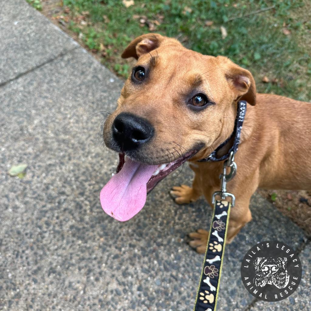 Walnut, Adoptable, Adult Female Mixed Breed & Terrier.