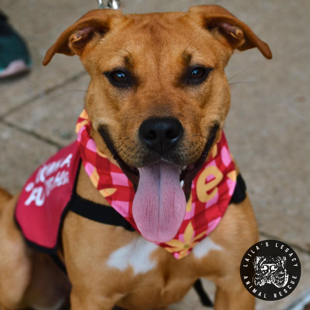 Enlarge Walnut, a Adoptable mixed breed in Washington, DC image 2/6