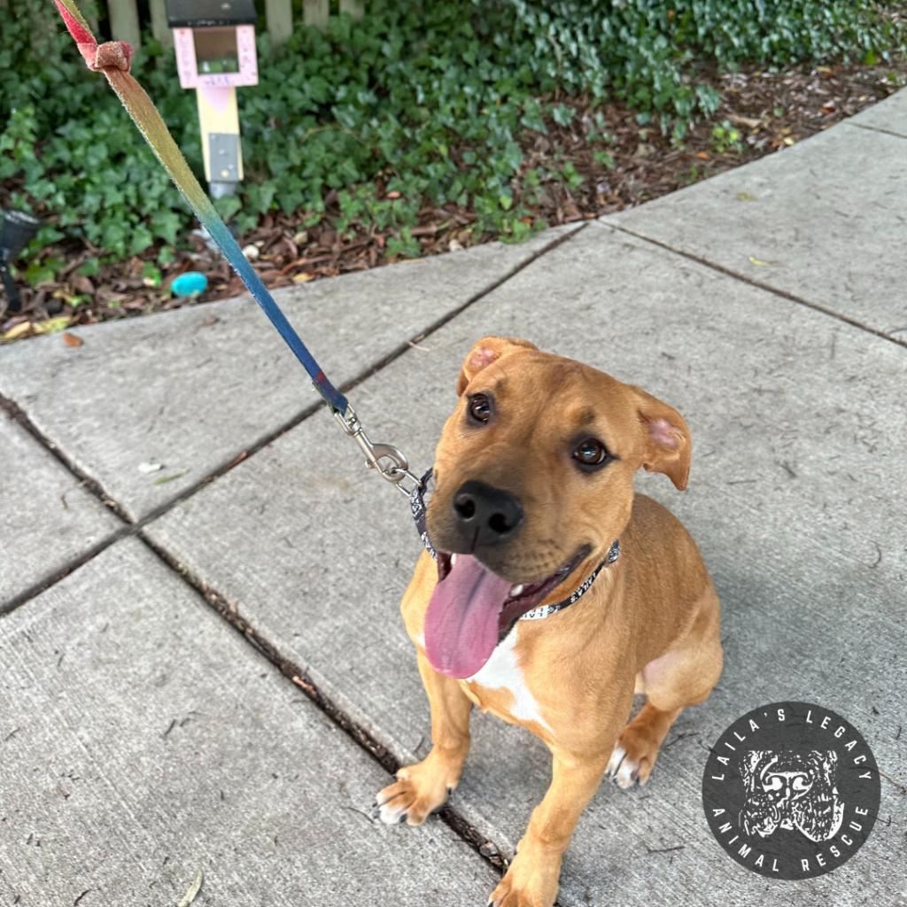 Enlarge Walnut, a Adoptable mixed breed in Washington, DC image 3/6