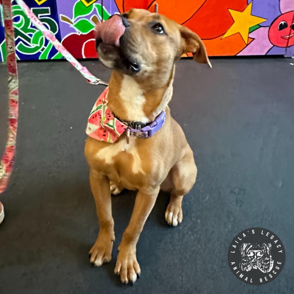 Enlarge Walnut, a Adoptable mixed breed in Washington, DC image 4/6