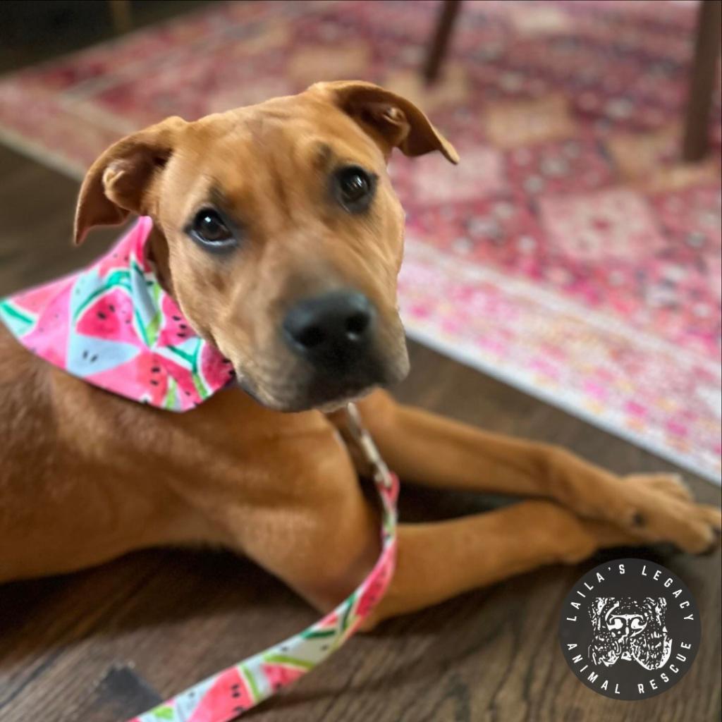 Enlarge Walnut, a Adoptable mixed breed in Washington, DC image 5/6