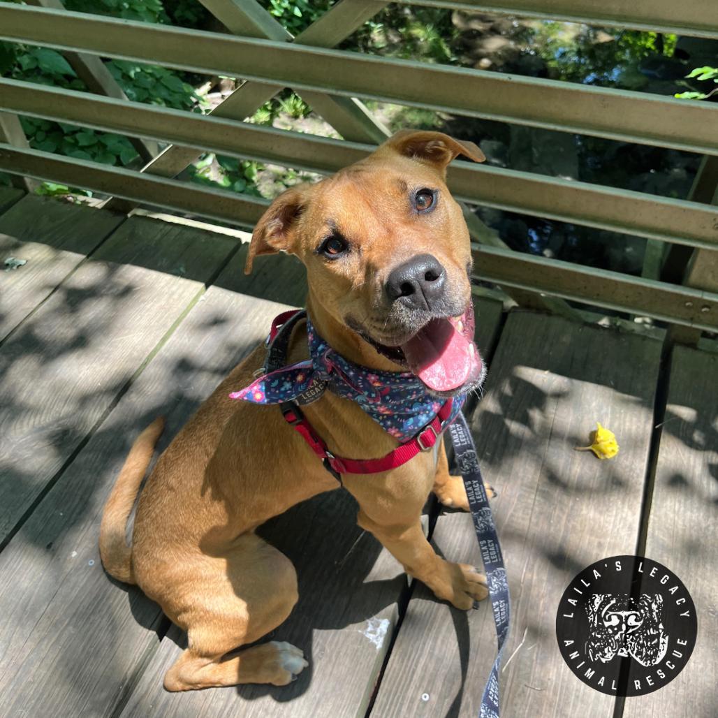 Enlarge Walnut, a Adoptable mixed breed in Washington, DC image 6/6