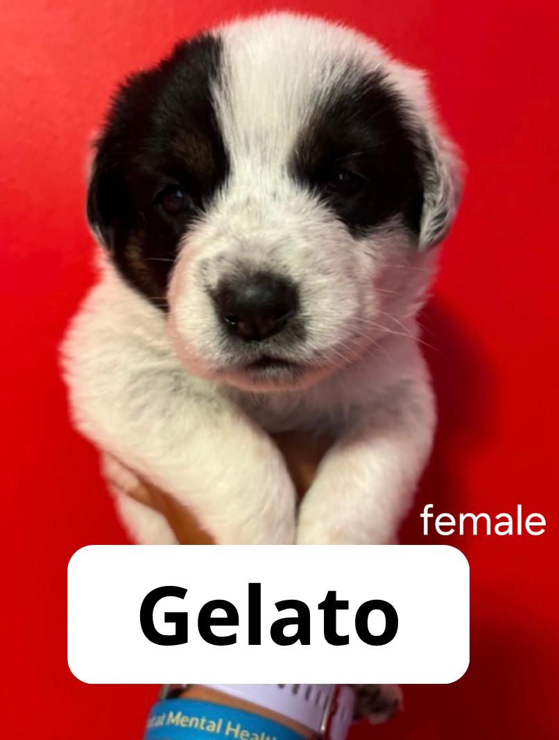 Enlarge Gelato, a ADOPTABLE mixed breed in Lake Elsinore, CA image 1/1