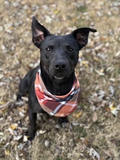 Janice, a Adoptable mixed breed in Bartlesville, OK image 1/3