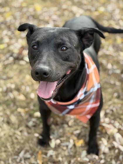 Janice, a Adoptable mixed breed in Bartlesville, OK image 2/3