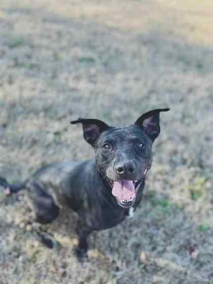 Janice, a Adoptable mixed breed in Bartlesville, OK image 3/3