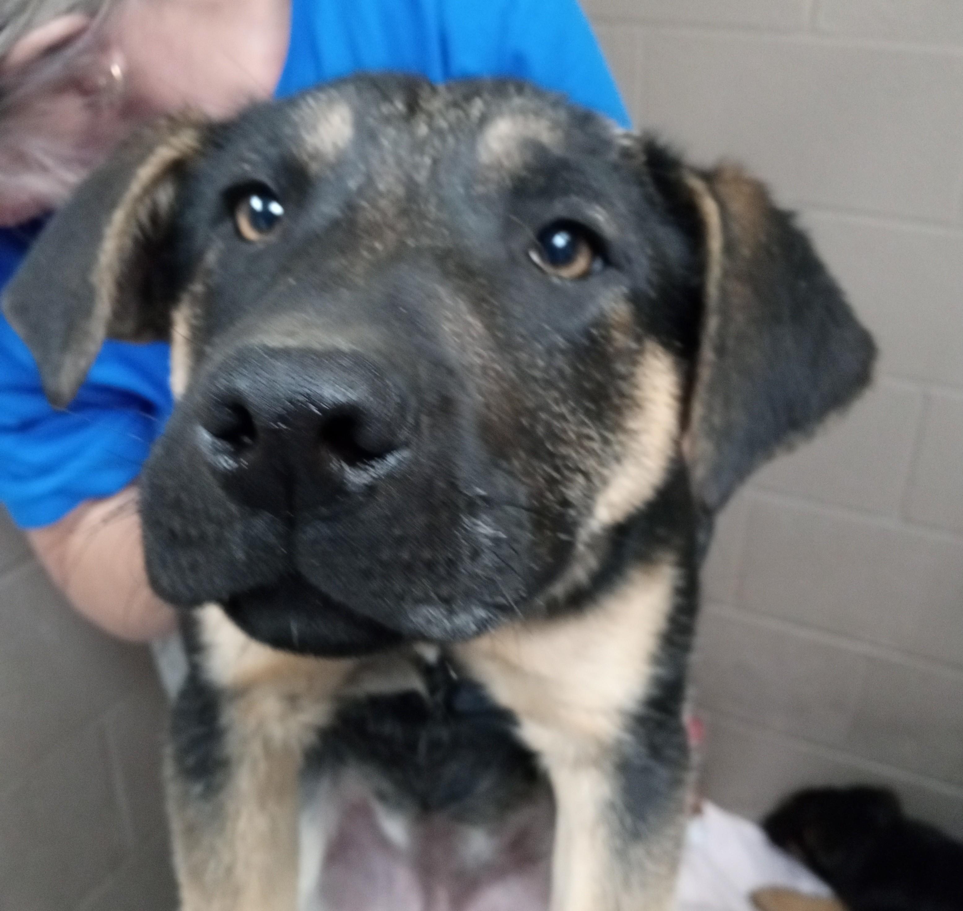Maisy, ADOPTABLE, Puppy Female German Shepherd Dog & Black Labrador Retriever.