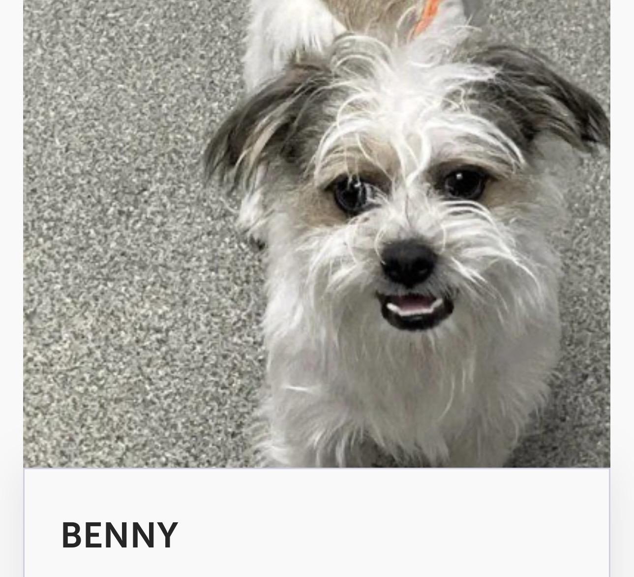 Enlarge Benny, a Adopted mixed breed in Las Vegas, NV image 1/1