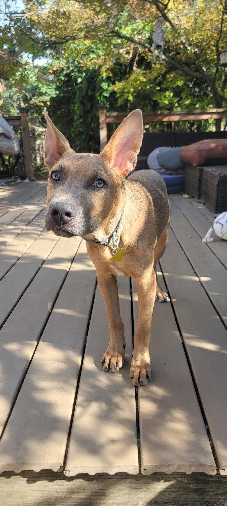 Otterpop, Adoptable, Young Male Australian Cattle Dog / Blue Heeler.