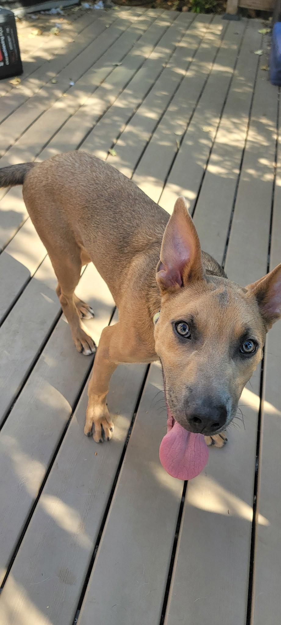 Otterpop, a Adoptable Australian Cattle Dog / Blue Heeler in Salt Lake City, UT image 2/3