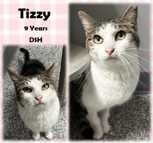 Tizzy, ADOPTABLE, Senior Female Domestic Short Hair.