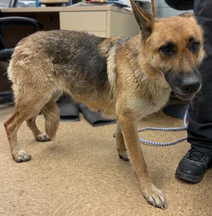 Sonya, Adoptable, Adult Female German Shepherd Dog & Mixed Breed.