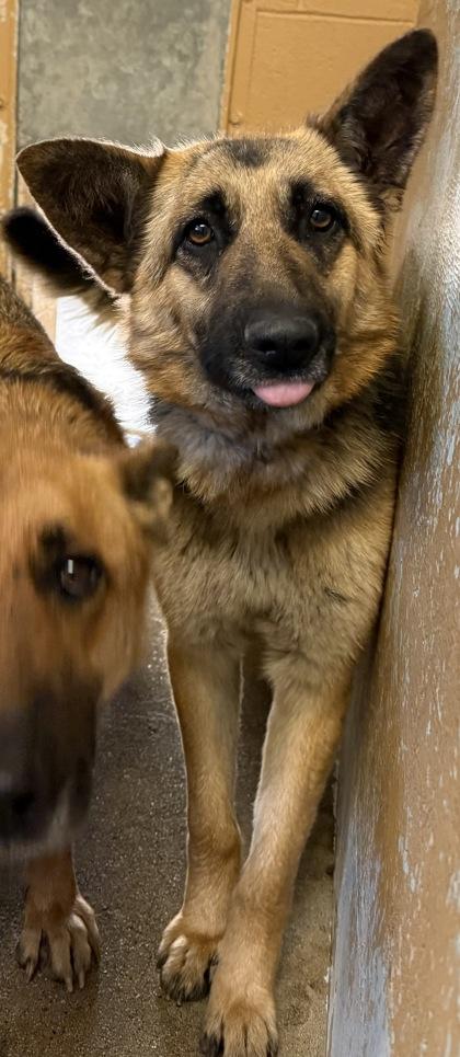 Enlarge Sonya, a Adoptable mixed breed in Madera, CA image 2/2