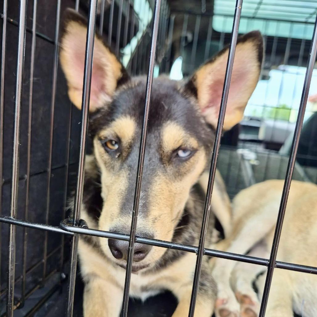 Stella, Adoptable, Young Female Husky & Mixed Breed.