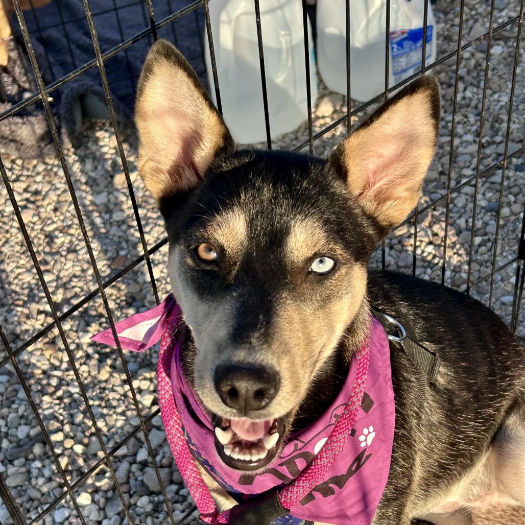 Enlarge Stella, a Adoptable mixed breed in Peculiar, MO image 4/6