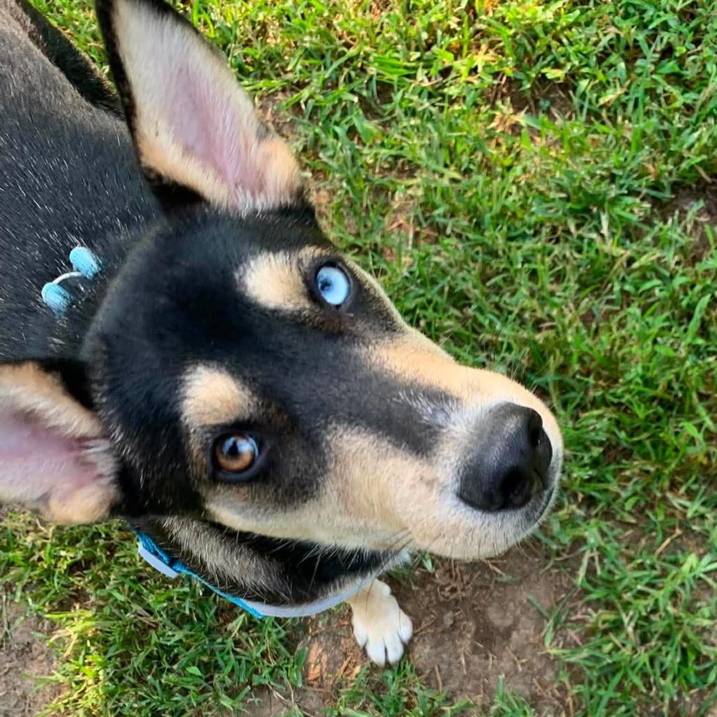 Enlarge Stella, a Adoptable mixed breed in Peculiar, MO image 5/6