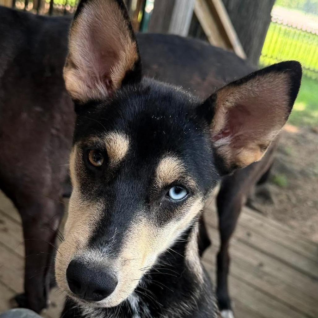 Enlarge Stella, a Adoptable mixed breed in Peculiar, MO image 6/6