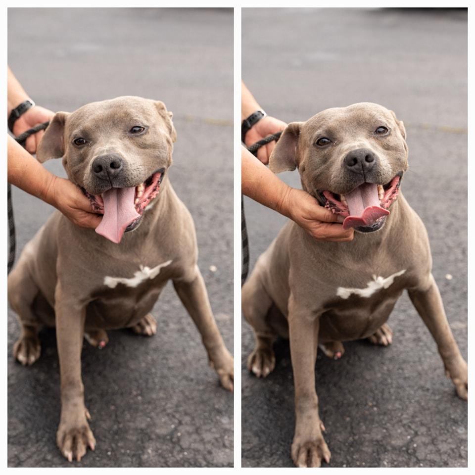 Enlarge Dean, a Adopted Pit Bull Terrier in Lonsdale, AR image 1/1