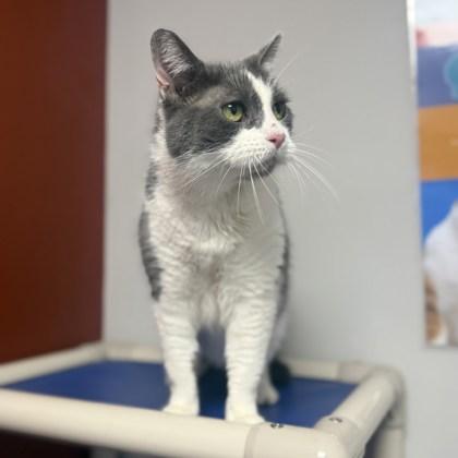 Bright Eyes, Adoptable, Senior Male Domestic Short Hair & Domestic Short Hair.