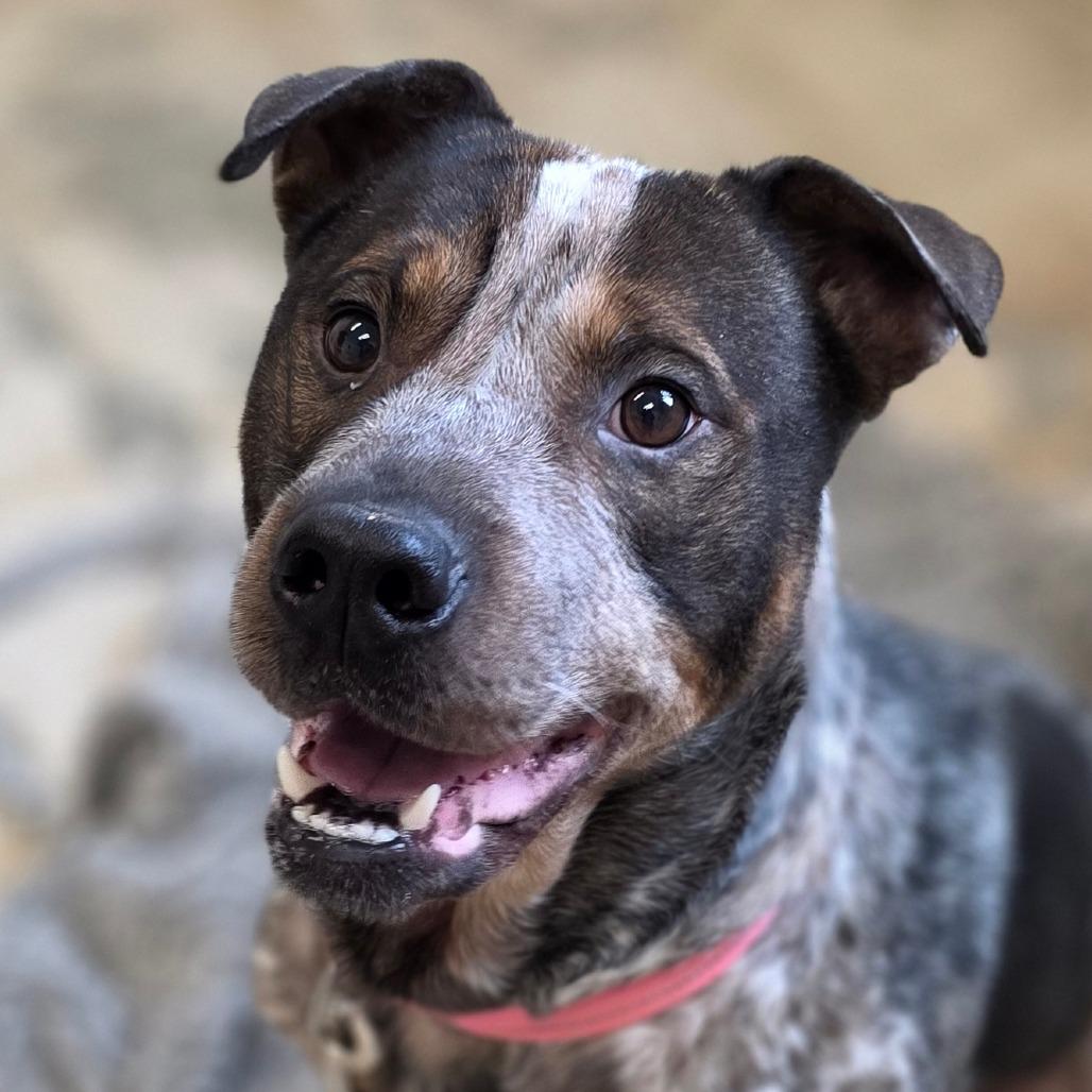 Zane, Adoptable, Adult Male Shar-Pei & Australian Cattle Dog / Blue Heeler.