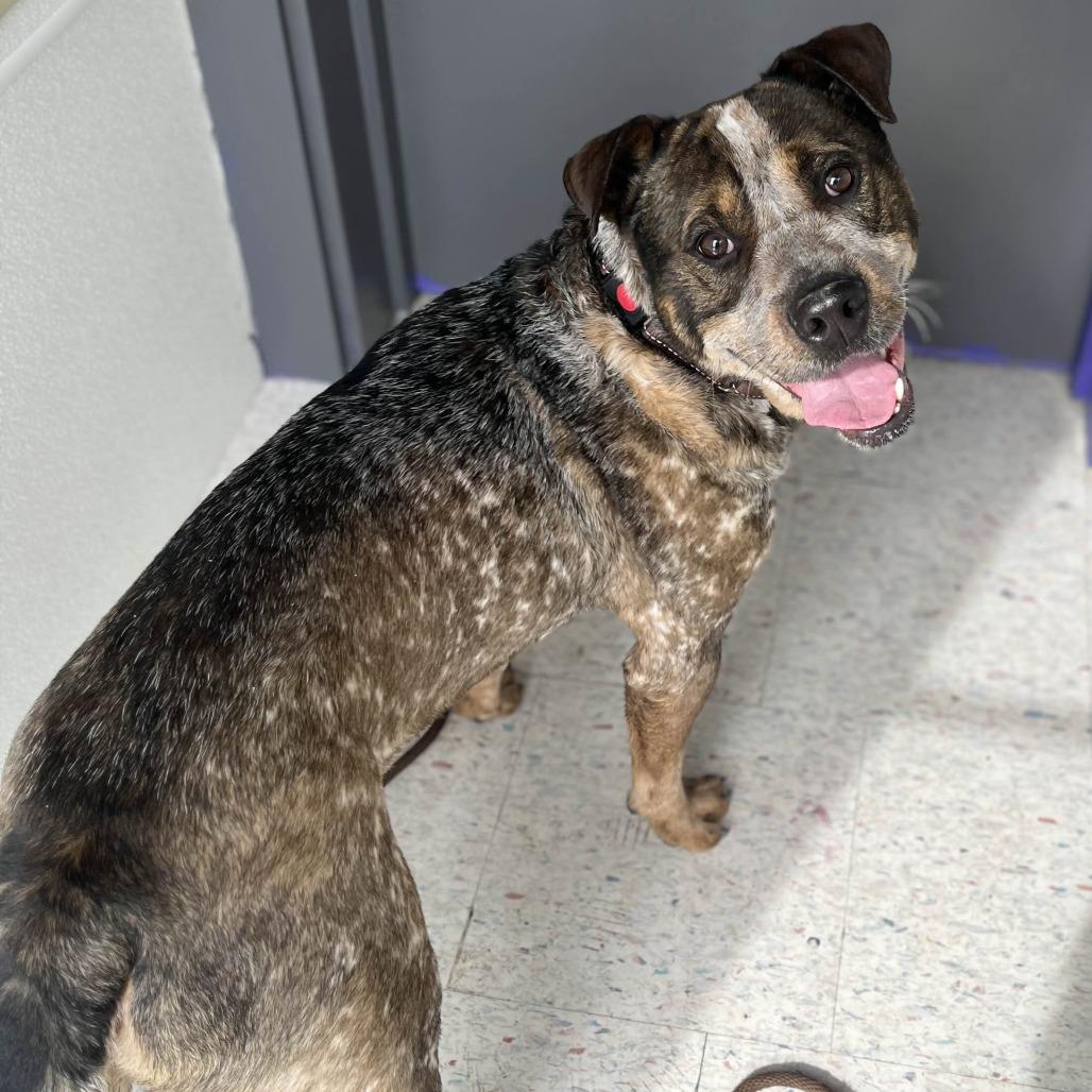 Enlarge Zane, a Adoptable mixed breed in Marysville, OH image 2/6