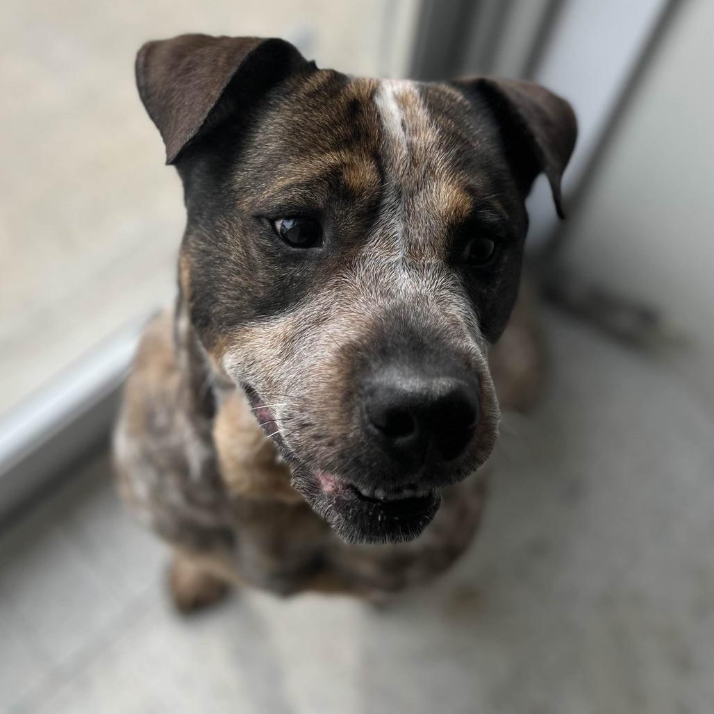 Enlarge Zane, a Adoptable mixed breed in Marysville, OH image 3/6